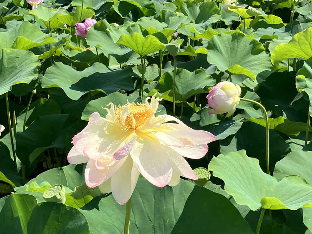 外出 蓮の花見