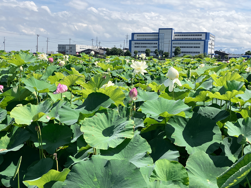外出 蓮の花見